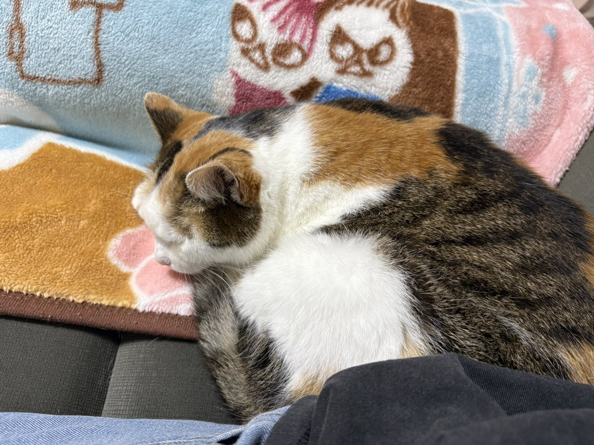kosame_6's tweet photo. 寄り添って寝る猫と、その猫に嫉妬してとにかく目線に入ってこようとする猫 https://t.co/NbS3XvyaaD
