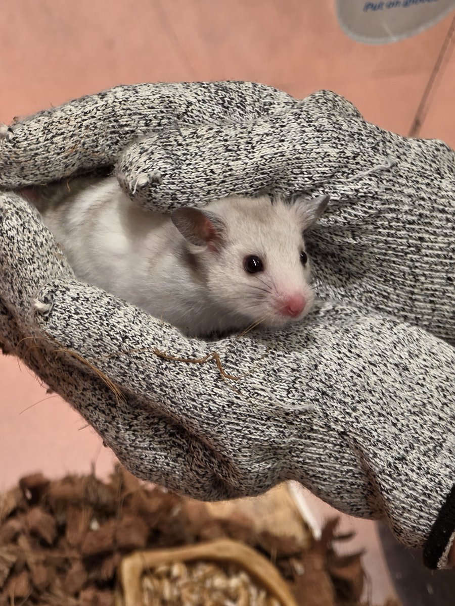 haduki_spr's tweet photo. 動物カフェきた https://t.co/1twDCMO4sm