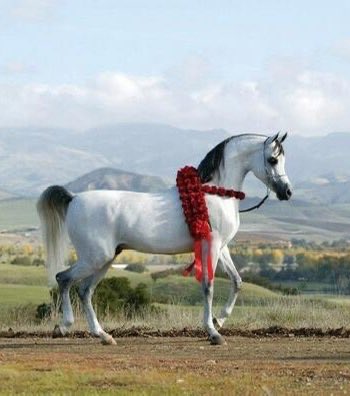 _AL_ASSAF's tweet photo. تمشي به المُقربات الجُرد مُعجبةً
تحت الكريم كـِرام الخيل تختـالُ

هذا البيت جاءت كلماته مسبوكة في ثوب من العزة والفخر، صاغه الشاعر محمد بن عبد المطلب الملقب بـ شاعر البادية، وهو من قبيلة جهينة الكريمة في جمهورية مصر، والمتوفى رحمه الله عام 1931م.
#مآثر_الكرام
#شعر #أدب #الخيل https://t.co/MlDnYVHgio