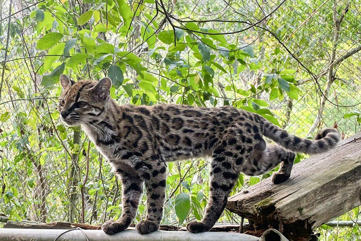 newscientist's tweet photo. Beautiful new cat species is first to be named in a century https://t.co/UiFXJDxRQk https://t.co/H0mWJvbUuW