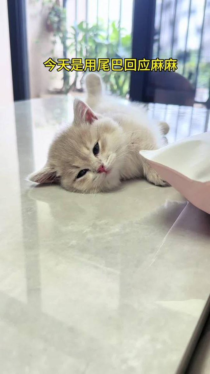 marsq851388's tweet photo. Got my fluffy kitten Luna 8 weeks ago—she’s now batting her first tiny mouse toy and purring so loud she shakes the couch! Pet growth hits different ， https://t.co/K9bCdRCh53