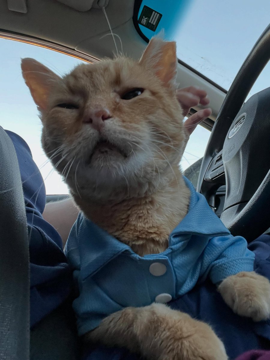 noraramireznsfa's tweet photo. Today, the boys in upper management coordinated with Mom, all in blue! They wish you a happy Purrsday Thursday! Mimi ate dinner, dessert, and breakfast, and played with her laser last night! https://t.co/vsPdRkYiEm
