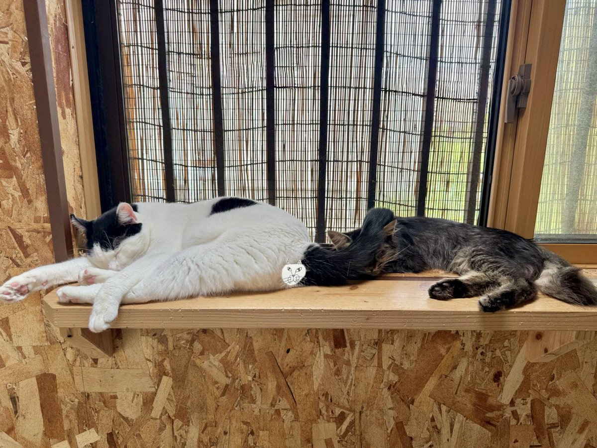 omochi_nam01's tweet photo. ぐっすりと眠る姉ネコと、姉のシッポなんて気にしない弟ネコ。 https://t.co/NRf0rxPWq0