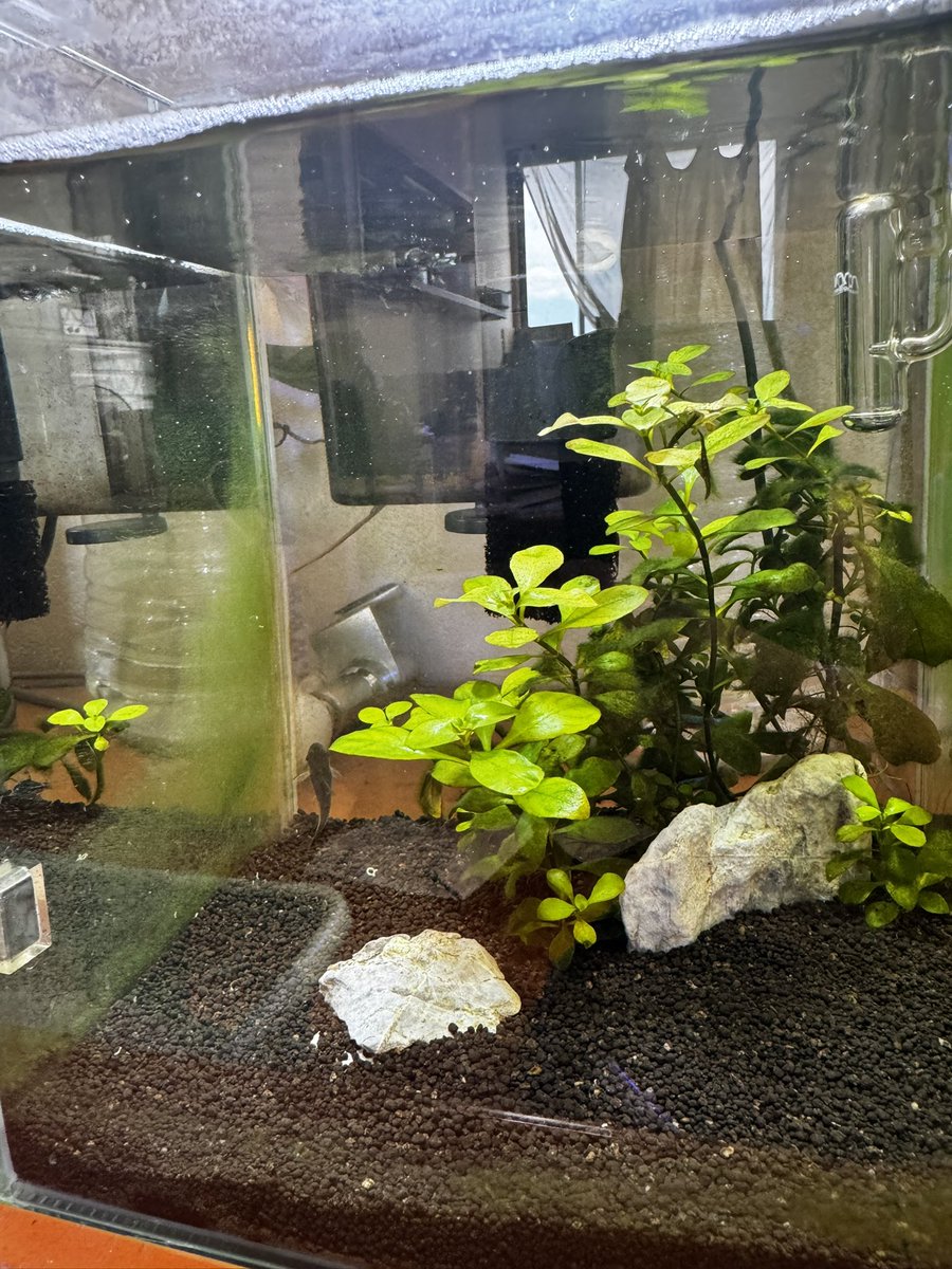 willow_reef's tweet photo. 彼女の所から回収してきた淡水水槽
水草ってCO2入れるだけで復活してくれるからすごい
どこぞの生き物は見習って欲しい https://t.co/b8cS5Q1s3q