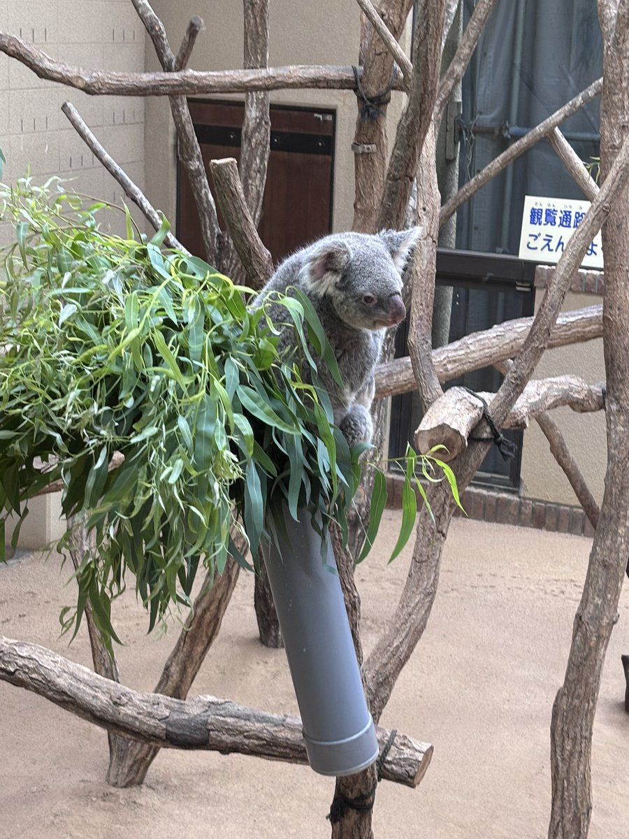 Raz199999's tweet photo. 初めての王子動物園🐨
5/20生まれ美コアラのハナちゃんに会いたくて。
とにかくみんな可愛くて最高に癒される🐨活。
エマちゃんもオウカちゃんもシャイニーちゃんも、いぶきくんもイツキくんもオウキくんも全員かわいい。
また年内何回か来れるのが嬉しいなぁ。
良い旅の始まりです✨ https://t.co/66yK1wQTbA