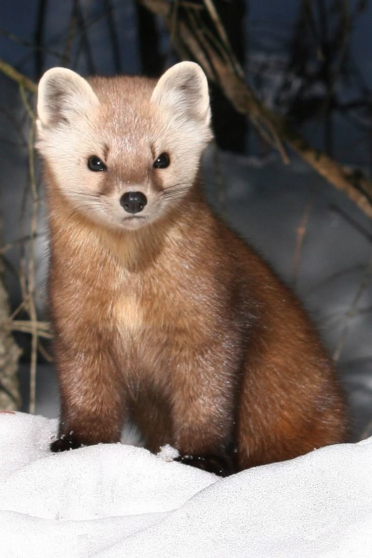 dopesickjam_'s tweet photo. @typeheall pine martin...... https://t.co/FnsRJi6Ty9