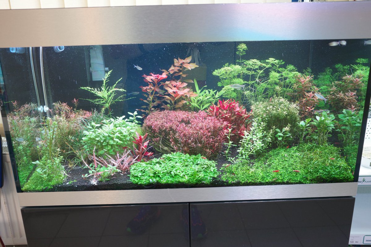 kapalua424's tweet photo. チェコの熱帯魚屋 https://t.co/7UUM0X1csC
