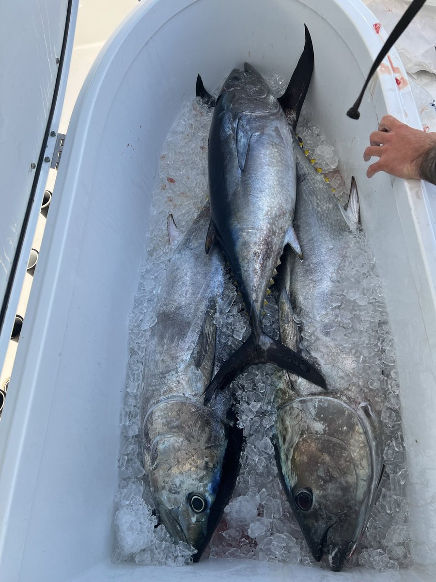 Theehib's tweet photo. @Zara1212122 That’s an amberjack. Here’s bluefin tuna. https://t.co/ZC5DWeWqny