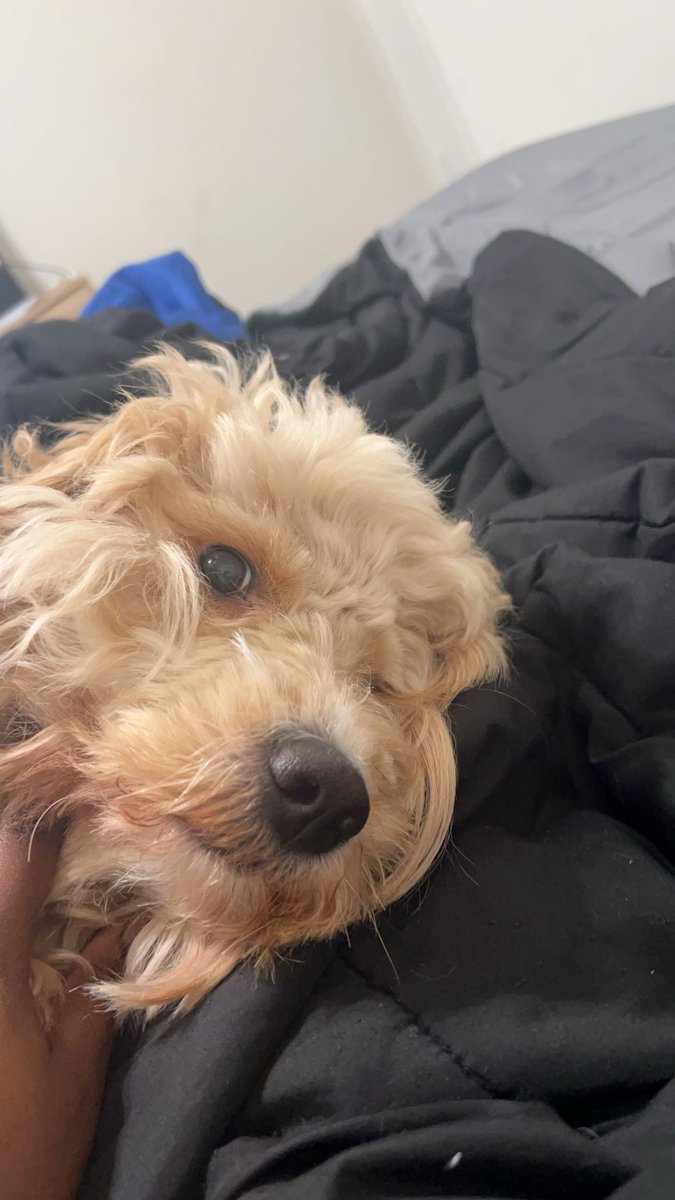 _susu_ix's tweet photo. Hey guys this is Blu and I am his emotional support human 😝 https://t.co/UNxKrdwZi7