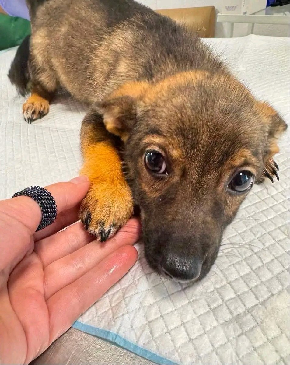 Proskoviia's tweet photo. Таких не обирають. Боїться бідне всього😔Дуже настраждалась. Не мала що їсти, цуценята поблизу фронту виживали як могли. На щастя евакуйовано. Але нема де жити, нема дому. От такий порятунок… 
Дуже прошу поширте. Бо жити у притулку такій малечі вкрай важко. 
 0 (96) 755 44 39 https://t.co/JB2oAkJ1Jm