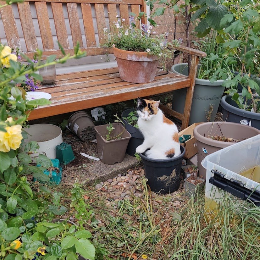 oovChirrupvoo's tweet photo. Happy #Caterday #HappyCaterday my cats are growing their winter coats…they are eating more as a result. #ShinyFur https://t.co/SDPLzzgelP
