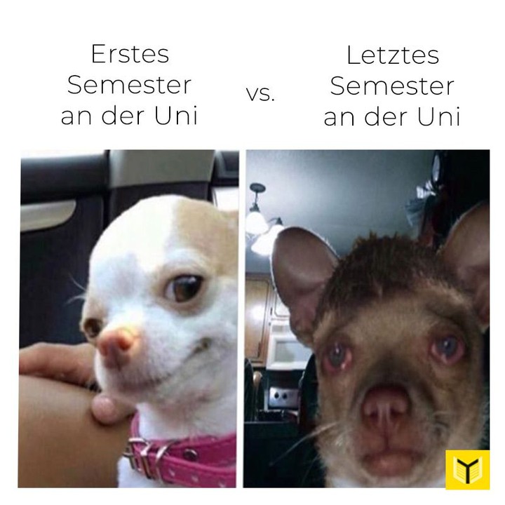BobbieNodap1's tweet photo. Photo by Studyscript on September 05, 2026. May be a meme of text that says "Erstes Semester an der Uni VS. Letztes Semester an der Uni ۲". https://t.co/MXObdeyb7t