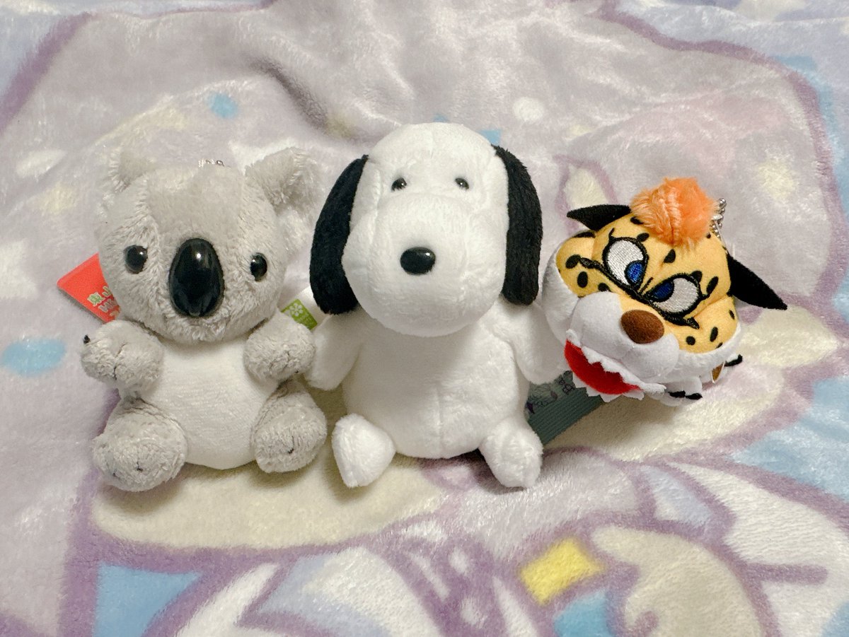 meeepn___'s tweet photo. 近くにあったぬいキー達も一緒に😊
右はキラパン、左は10年くらい前に東山動物園で買ったコアラちゃん🐨
コアラちゃん何か人気らしくて
メルカリで倍の金額で売られてたらしい😂
#ぬい撮り https://t.co/zoc7H4ndoY