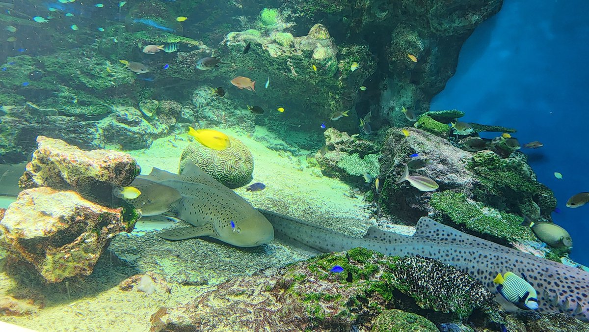 kuroro9696's tweet photo. フライトまで時間あるから、1人水族館きたんだけど🐟 人多すぎてゆったりできんで無理w https://t.co/229sMmrkI1