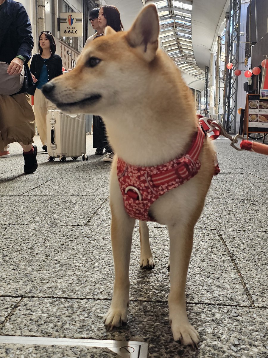 Ryza2022's tweet photo. 오노미치 상점가 

시바 🐕 https://t.co/AvQct0rcYp