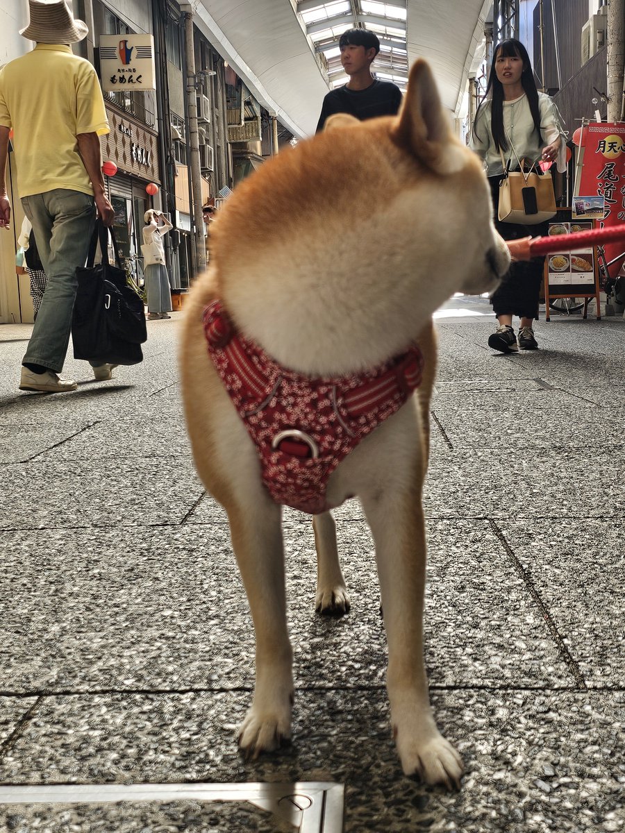 Ryza2022's tweet photo. 오노미치 상점가 

시바 🐕 https://t.co/AvQct0rcYp