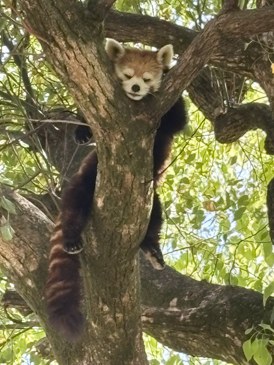 saitamazoo_tw's tweet photo. ネパールでは、生息地の約70％が保護区の外にあり、400の小さな森林地帯に分断されています。
さらに、土地開発、家畜の放牧、密猟、野犬による被害、気候変動など、さまざまな問題がレッサーパンダの暮らしに影響しています。
では、私たちにできることは何でしょう？ https://t.co/yIJiVG97rV