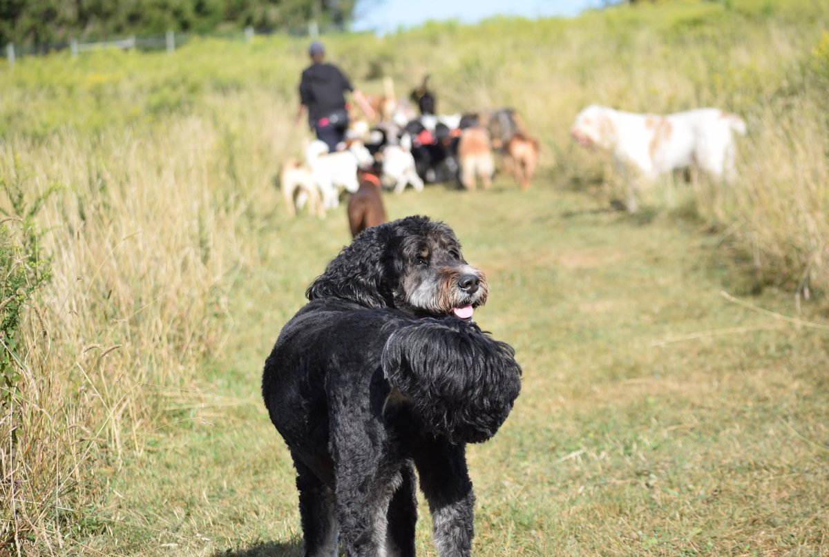 laylaclarkypesh's tweet photo. On September 1, 2025, Eva’s Dog Camp was all about wild runs, trail adventures, pond splashes, new friendships, muddy paws, and happy hearts. A year later, the joy, bonds, and pack spirit remain stronger than ever. https://t.co/KptieoVmHb