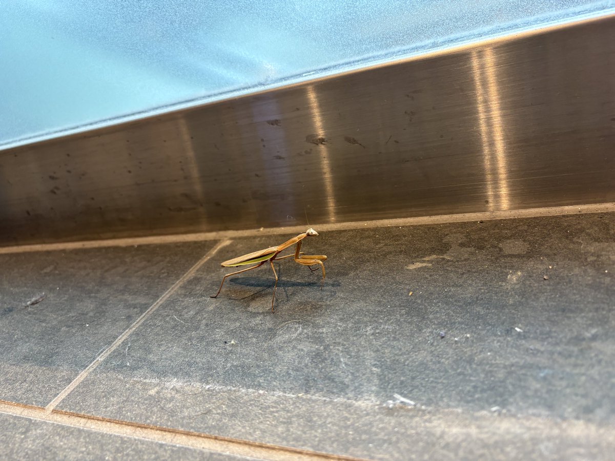 Ebisalt9's tweet photo. なんかお茶の水の駅内にカマキリおった https://t.co/JiGJPKMX0t