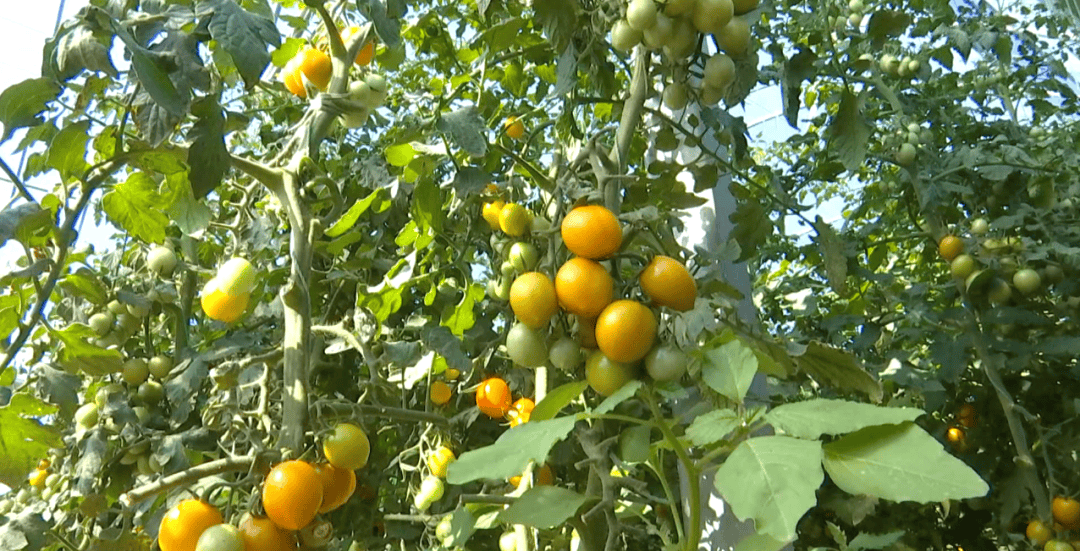 noelw040155's tweet photo. Just tried the new organic cherry tomatoes from the local farmers’ market—burst with sweet juice, no weird aftertaste, perfect for salads or snacking! https://t.co/tpqh2EKhu4
