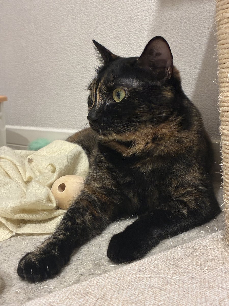 goma_mitsu0806's tweet photo. おててがかわいい https://t.co/S95gO5b6pa