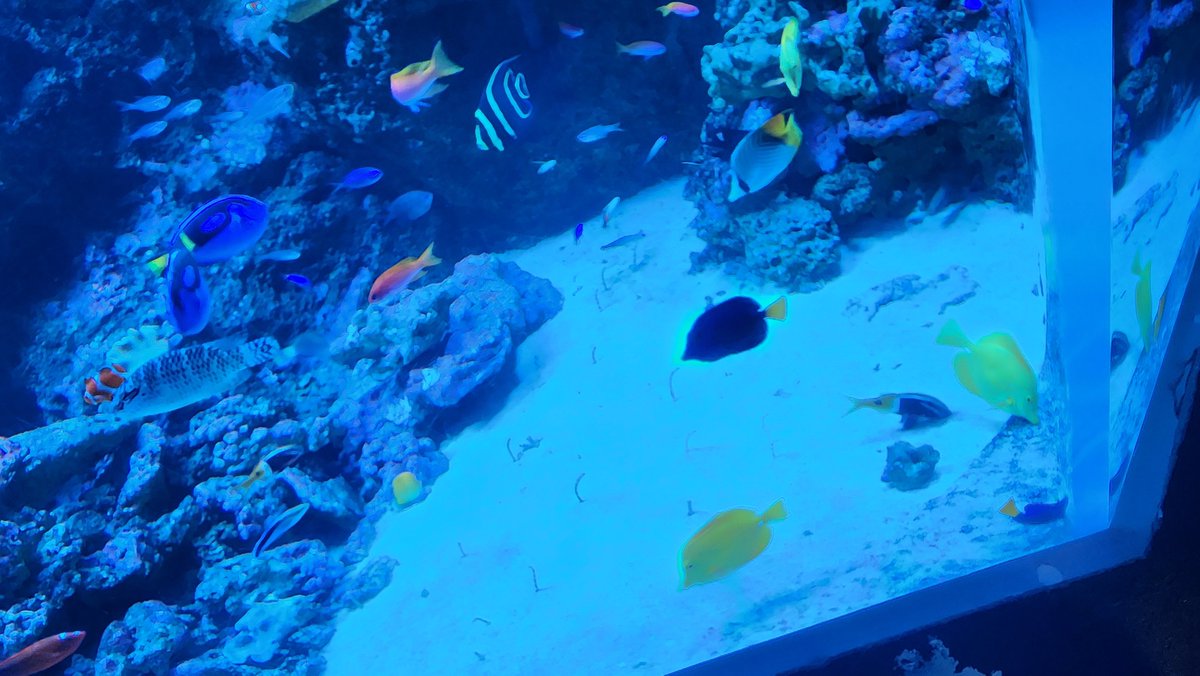 kuroro9696's tweet photo. フライトまで時間あるから、1人水族館きたんだけど🐟 人多すぎてゆったりできんで無理w https://t.co/229sMmrkI1