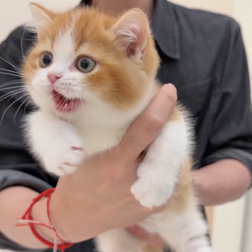 ifaprilgirl's tweet photo. เป๊ะเลยหนิ หนุต้าหนุเฟลิกซ์ 🐈🐈🍊 https://t.co/bUwAKD7y1F
