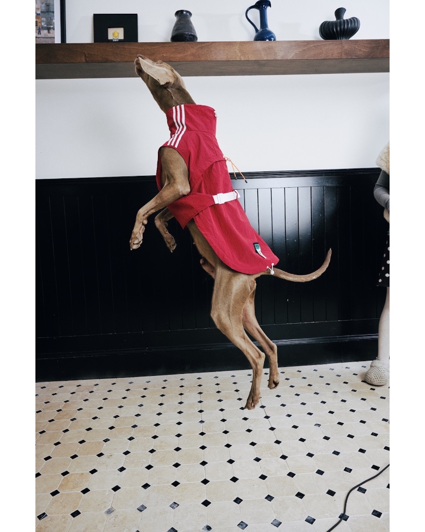 luckydudu_box's tweet photo. Practical lightweight vest for daily outings. Wind‑proof fabric, easy‑use buckle and drawstring. Comfortable for walks. Stylish look for your dog.
#fyp #foryou #dogvest #dogclothes #petoutfit
https://t.co/HyigmNkLpi https://t.co/YMFttNuZlO