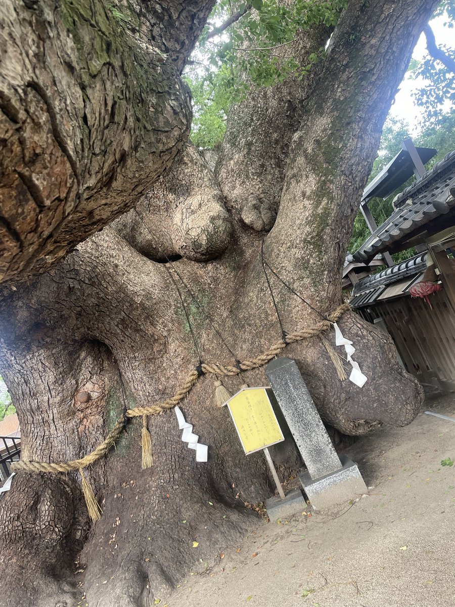 hungry_mushroom's tweet photo. せっかくなんででっけぇーくすの木も拝んできた
お願い事いつもなんかまるっとすべてうまくいきますよーにってしてるが細かくするもんなのかいまだに謎 https://t.co/NiV0Bn8Owz