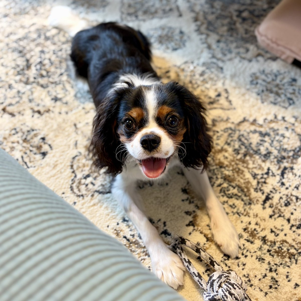 vague_0107's tweet photo. 遊びたいっ🎶
#今日のバーグ #キャバリア
#犬���いる暮らし https://t.co/GwNERfOfv5