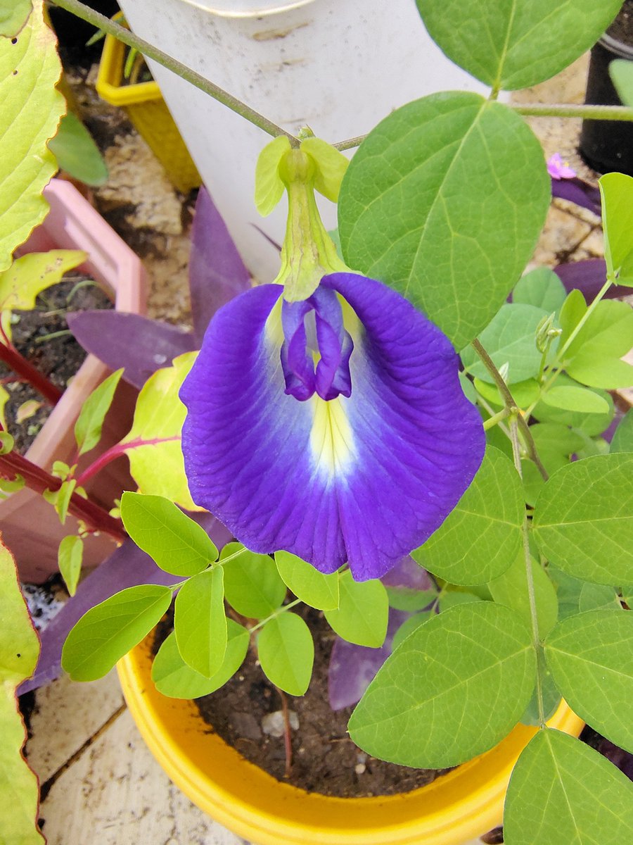 trinature3's tweet photo. गार्डन में खिल गए तीन पर्पल फूल🪻🪻🪻
#Purple #flower #Saturday #blooming https://t.co/u7XjsQD9tc