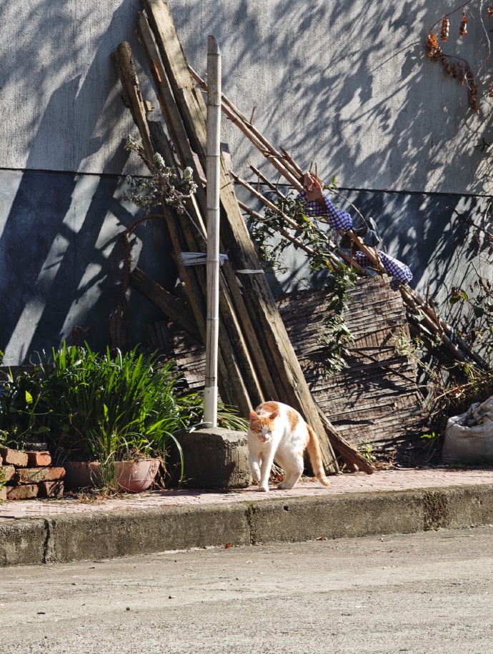 shrim599376's tweet photo. Chance encounter with a sun-dappled alley cat, pausing mid-step like it owns this city block https://t.co/V0FQoICwWn
