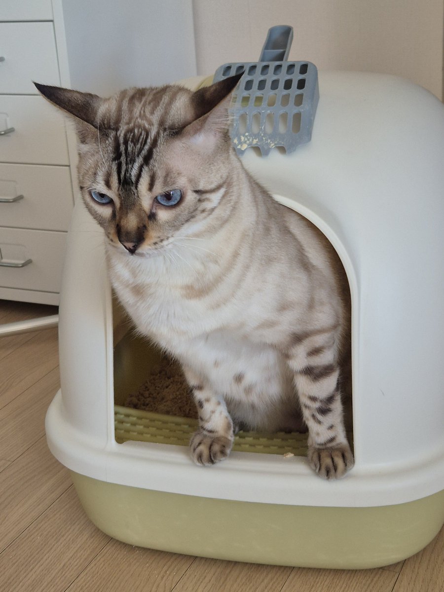 Cudo3399's tweet photo. 고양이 화장실갈때 이렇게감
진짜 냥귀엽 https://t.co/idktMkguto