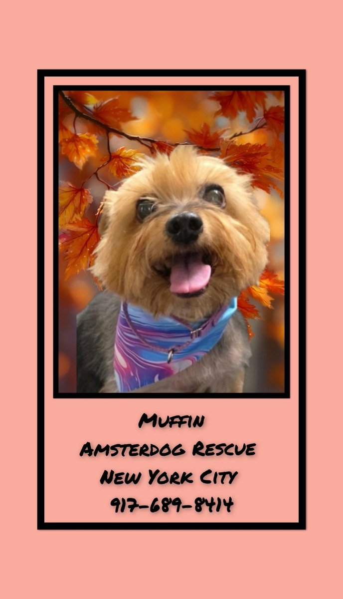 WestEndLondon8's tweet photo. Tiny Muffin needs a loving home!π
#NewYorkCity #NewYork #NewJersey #Jersey #NewEngland #Rochester #Buffalo #Manhattan #Brooklyn #Queens #StatenIsland #Bedford #Westchester #Greenwich #ParkSlope #Westport #UpperWestSide #UpperEastSide #CityIsland #FireIsland #Soho #CentralPark https://t.co/71sTpdSCR3