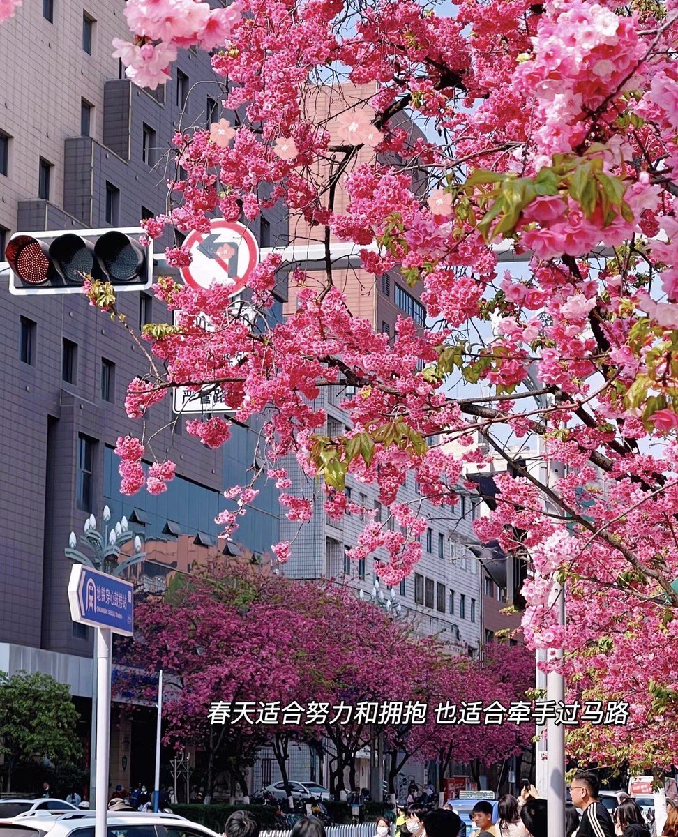 SommerShaeh0x's tweet photo. Today marks the 100th anniversary of our neighborhood’s annual cherry blossom fest! Gathered with neighbors under pink blooms, laughter is the only “rain” we’re having. https://t.co/UH3OYSyALb
