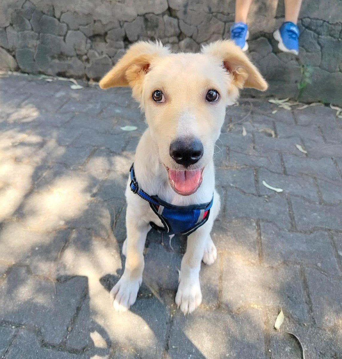 GretaFanti's tweet photo. A 4 mesi il canile è una condanna a morte. Aiutiamo Charlie‼️ Lunedì entrerà in un box se non troviamo casa. Futura taglia media (25kg). Da Caserta arriva in tutto il Centro-Nord. Vaccinato/chippato.📱Info/Adozione WhatsApp : 348 322 5213
Aiutaci a salvarlo RT!
#19settembre 
#sos https://t.co/dJHHjqrRVE