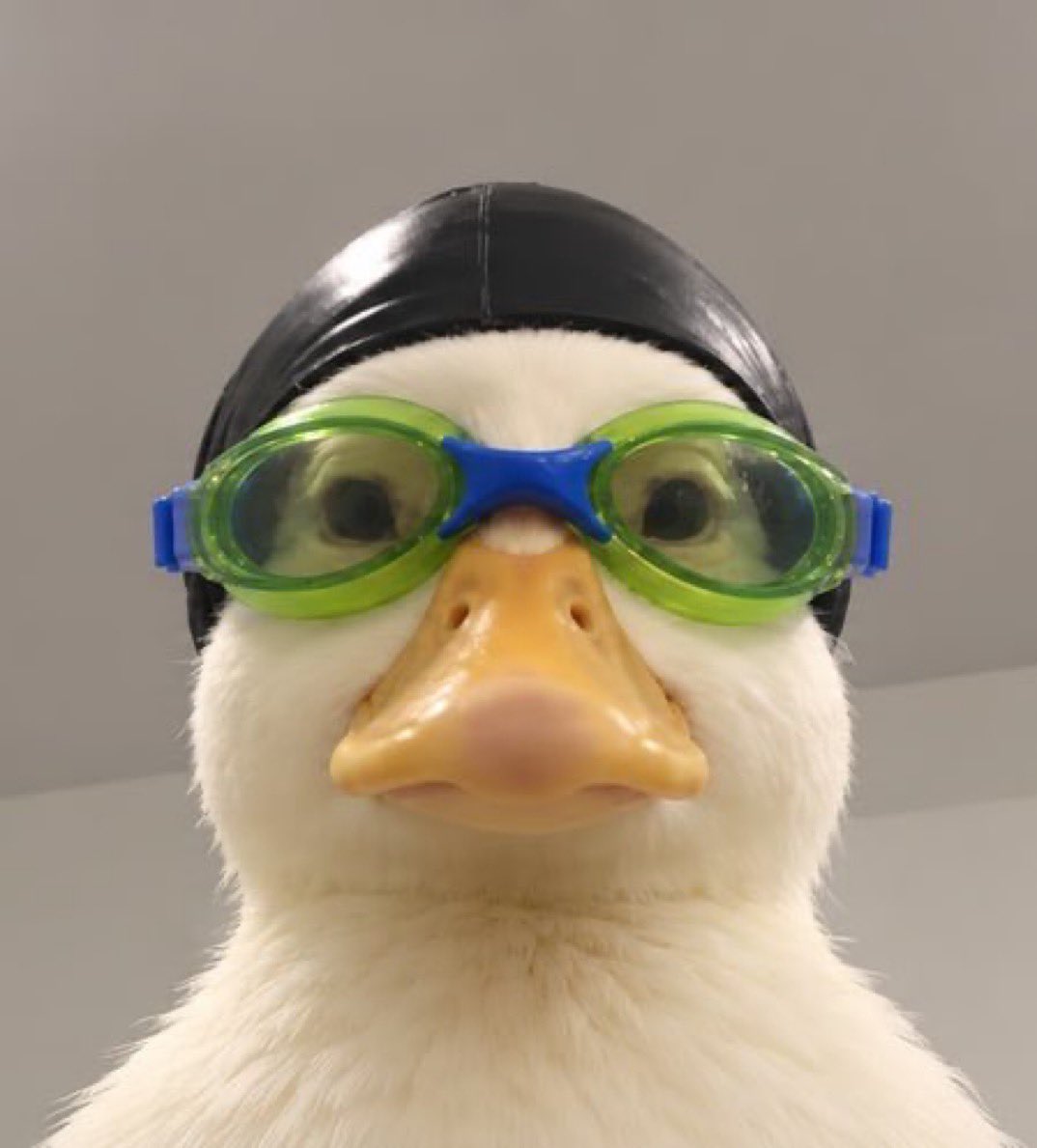Ryderbagsol's tweet photo. You’ve seen this play out before. 

You simply know it when you see it. 

Trust your gut, anon. 

Go $Nasduck . https://t.co/vSFUwpx9Y6