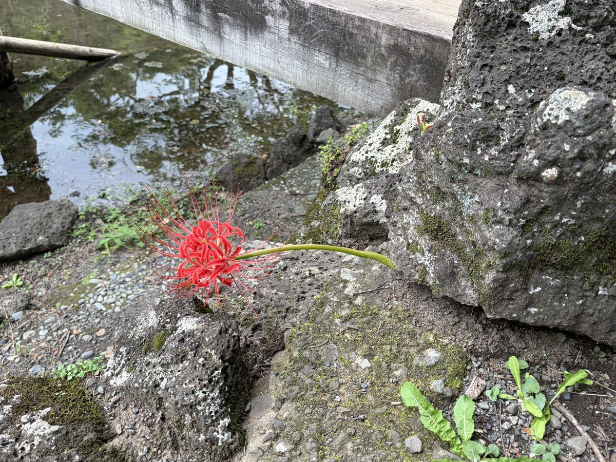 yukapandada's tweet photo. 生える場所のチョイスを間違った彼岸花。 https://t.co/JQYRFwfHP4