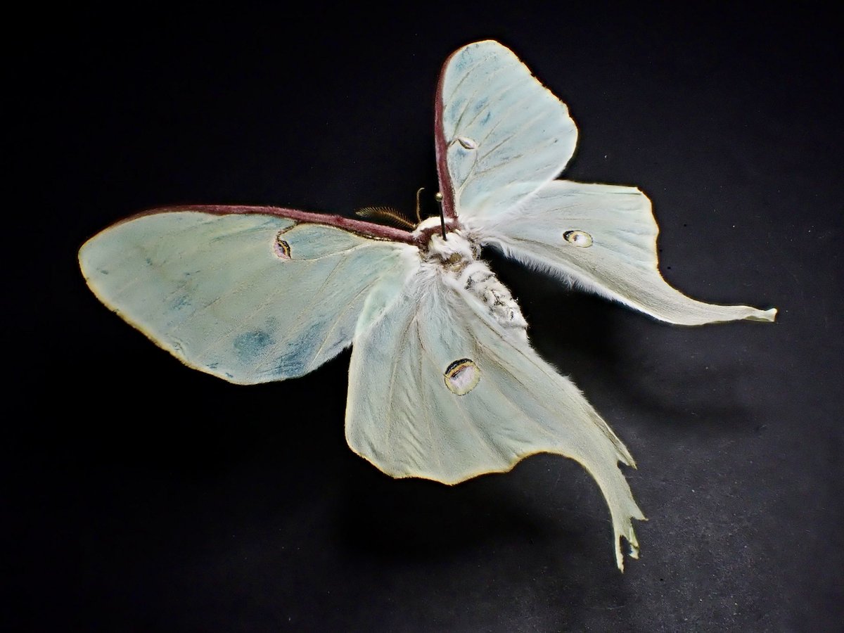 dkyygbs's tweet photo. Actias lunaの少々曰く付きの個体。

北欧のブリード個体だが、こちらを羽化させたブリーダーが言うには「春型」と「夏型」の「キメラ個体」らしい。

しかしその様な例は他の昆虫でも聞いたことがない。
そして所謂形成不全により左右が非対称に羽化することはどの昆虫でも意外と起こりうる現象である。

私も正直疑いの目で見てしまっているが、あえてここまで左右非対称な形成不全の個体が出回ることもないだろう。

物好きな方にはお勧めしたい。

#インセクトフェア
#花と角