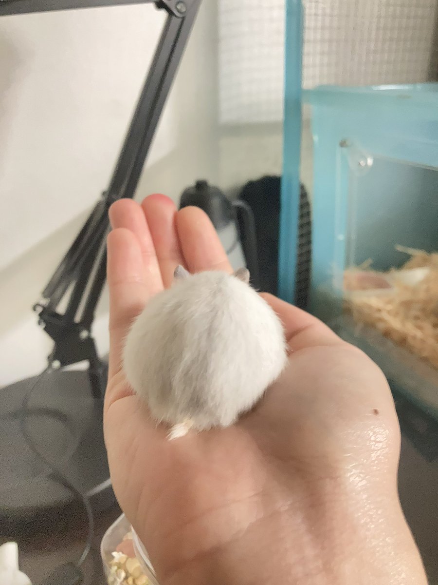 sweat_cat_'s tweet photo. 쥐궁둥이 https://t.co/wdf1z24TtX
