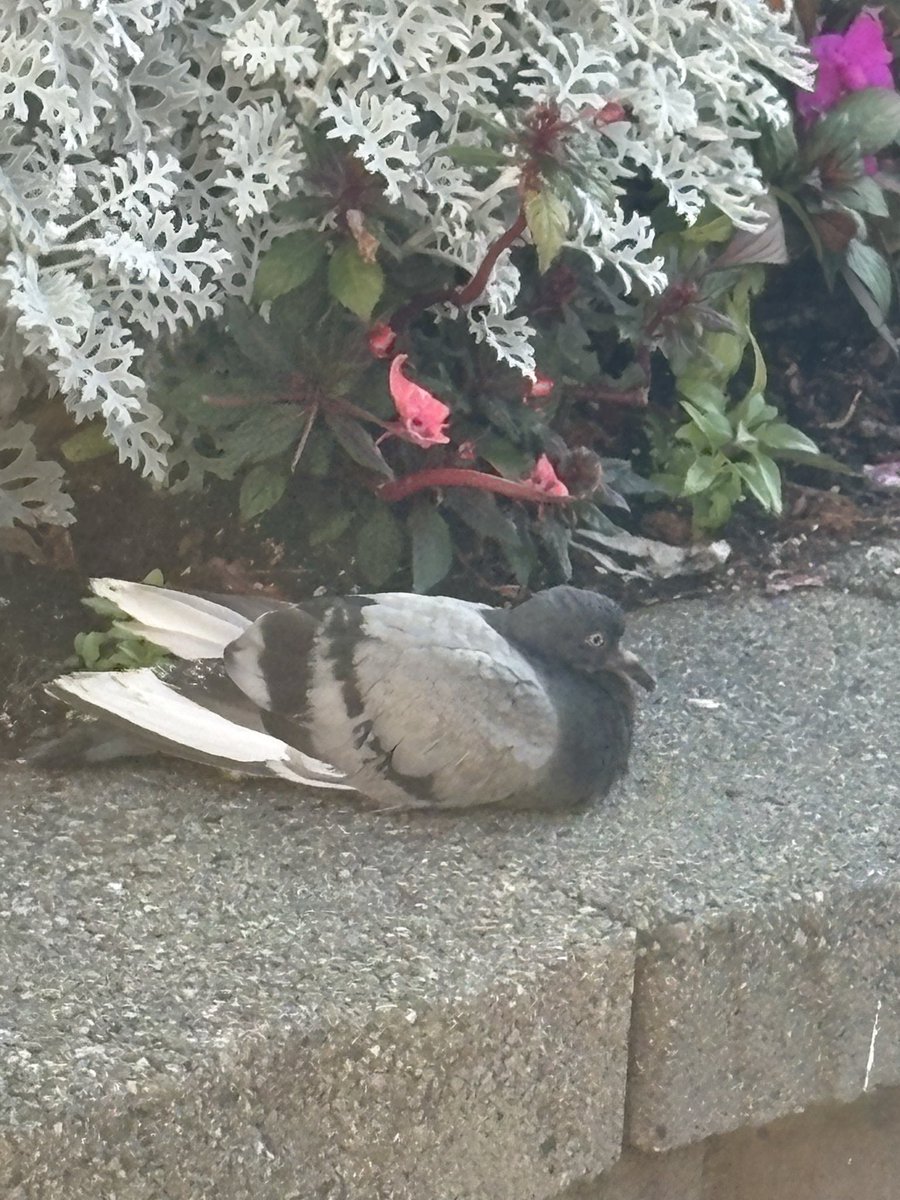 farmgrind's tweet photo. Fatass bird yo
#inflation #canada #pigeon #ethicalrat https://t.co/TmfcTkPQJX