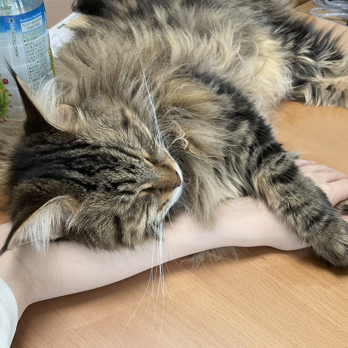 polerbear_hs's tweet photo. もしかして懐いているかもしれません🐱 https://t.co/ac8hH4wxII