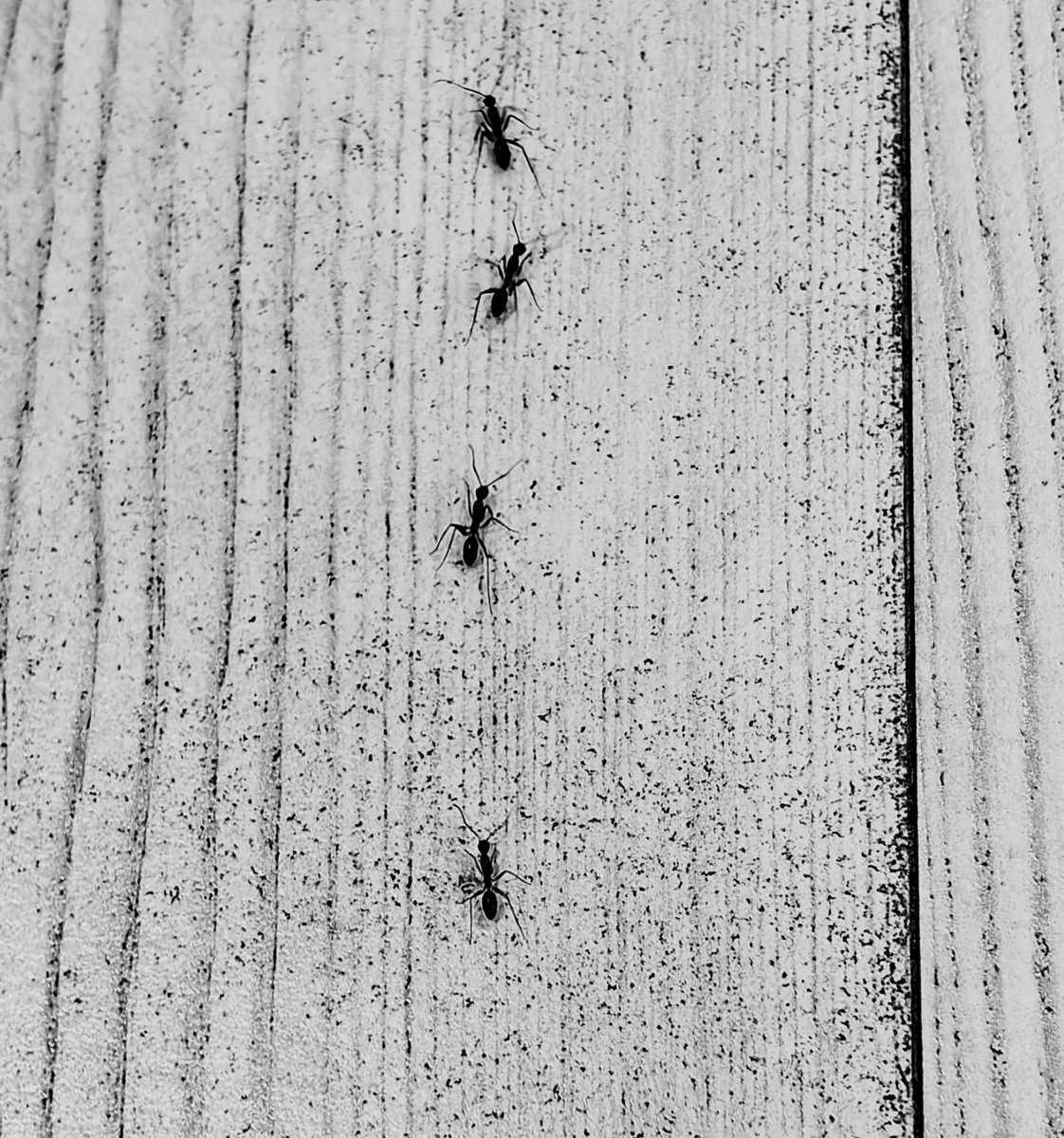 nataliehillqa18's tweet photo. 275/365. 365-day photo project https://t.co/lpR0T7cZEZ