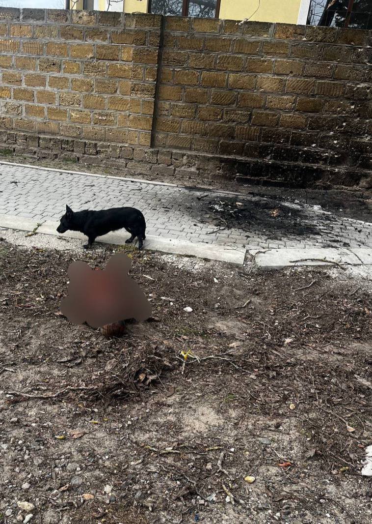 CrimeanVoyager's tweet photo. Corpses lie in the streets. Burials are blocked.

If someone is wounded, their chances of survival are almost zero. Enemy drones strike anyone who approaches the dead, making it impossible to recover their bodies.

Stray dogs feed on the corpses.

2/9 https://t.co/Wh1NsdyB37