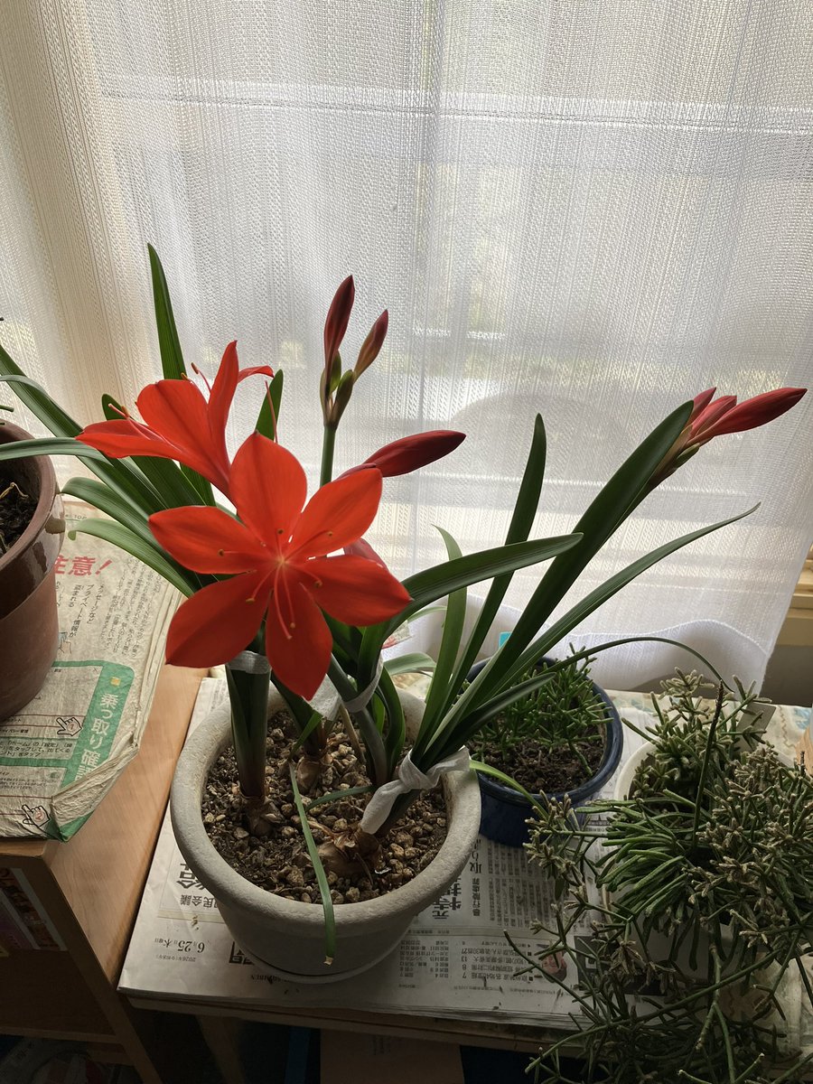 2519orie's tweet photo. 花が咲きましたって
名前がわからんかったけど

aiに友達がきいてくれた
ヒガンバナ科の仲間
名前はきるたるさんだそうです     調べてくれた人
ありがとう
 感謝🙏😊 https://t.co/NR65i9RQ0k