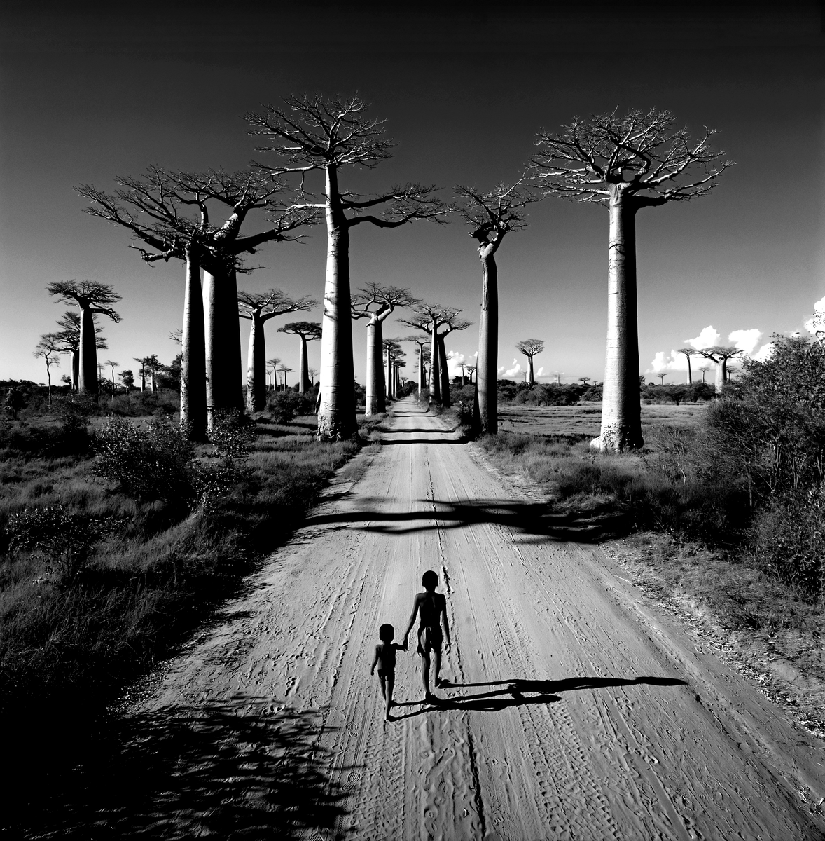 cameralab21's tweet photo. Chris Simpson - Allée des Baobabs - Madagascar https://t.co/pVIBHSpqd4