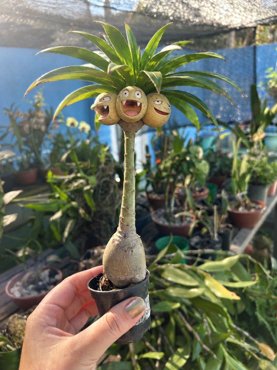 YasmimDinizS_'s tweet photo. Fui pegar um sol na varanda e encontrei um Exeggutor de alola. https://t.co/sp4KsNoC8O