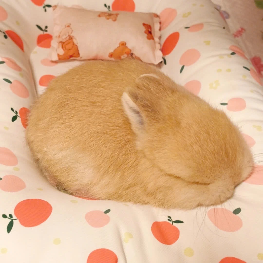 ShouldHaveRabit's tweet photo. 😴 https://t.co/eyPWteZBqk