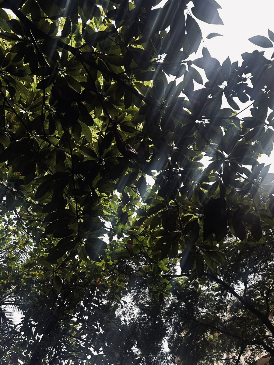 xuxaxyx's tweet photo. something so poetic about the sun peeking through the trees 🍃 https://t.co/SJV4Fnol2w