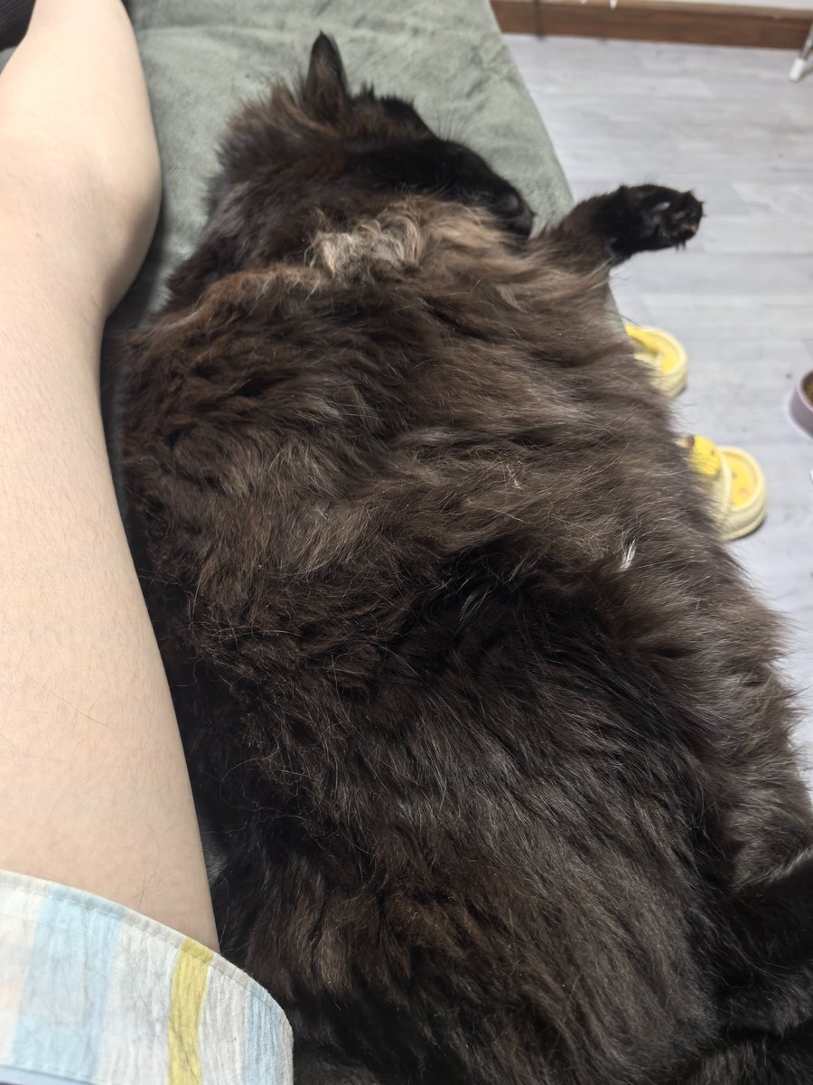 Crowcrow713's tweet photo. ？？！小猪？？！ https://t.co/arcqGS2kxD